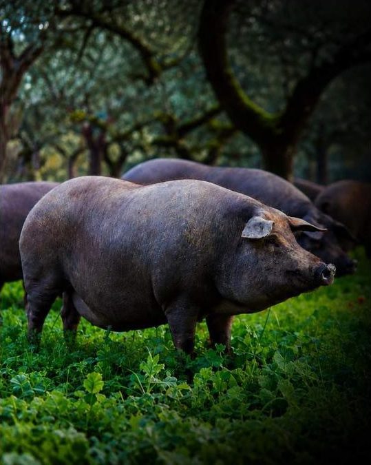 Cerdo ibérico lampiño de genética propia Montaraz Cerdo ibérico lampiño de genética propia Montaraz