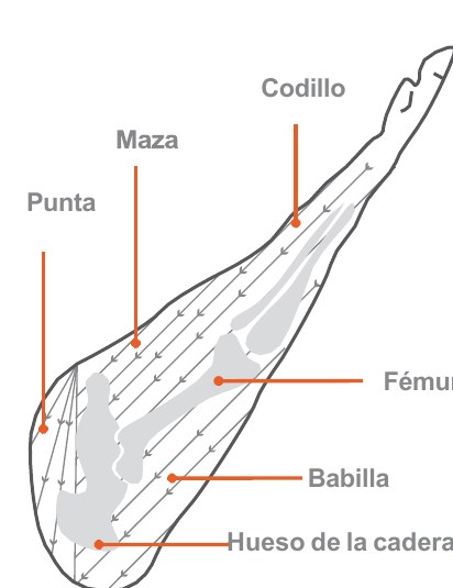 Partes del jamón: punta, maza, codillo, fémur, babilla y hueso de la cadera